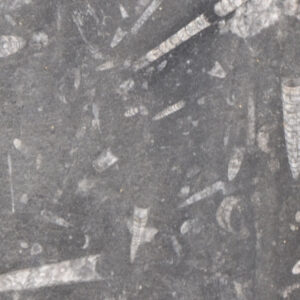 NERO FOSSILE